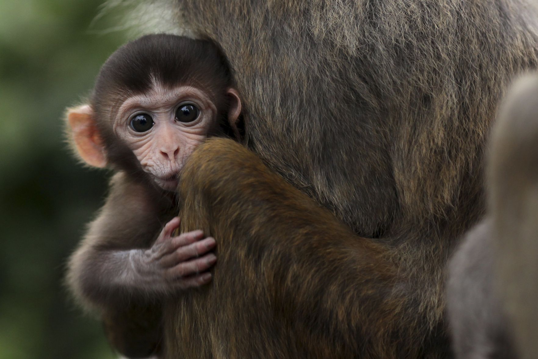 Rhesus Monkey